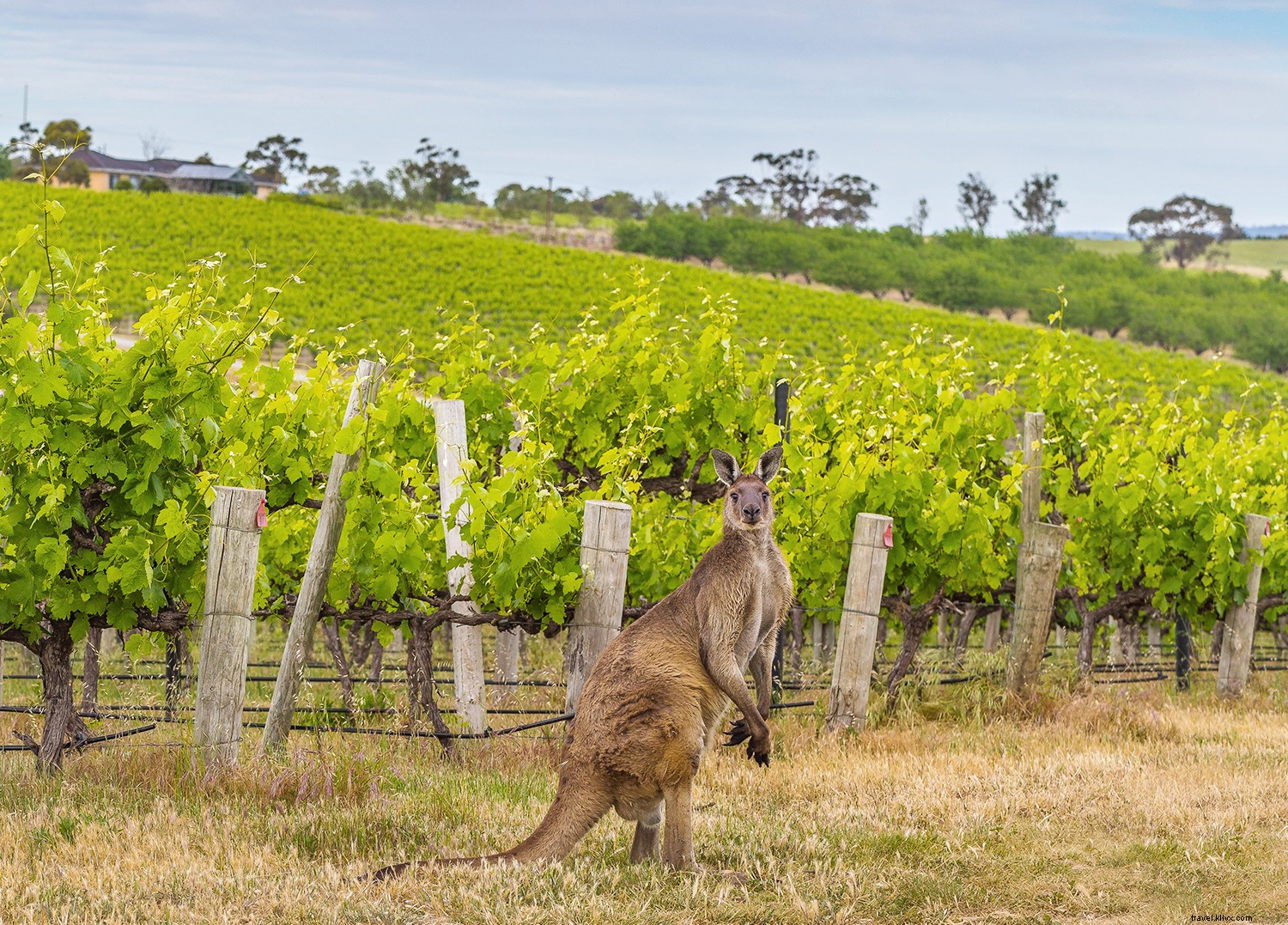 L Australie que tous les visiteurs voudraient voir, si seulement ils le savaient 